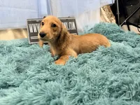 Dapple boy, a male Miniature Dachshund for sale in Oneonta, NY – 7 of 10