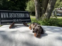 Russian smooth dapple, a female Dachshund for sale in Oneonta, NY – 6 of 6