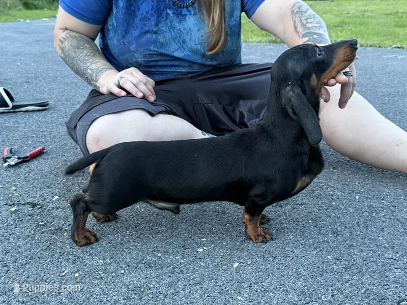 Biss Gold GCH sired – Miniature Dachshund puppy for sale in Oneonta, NY