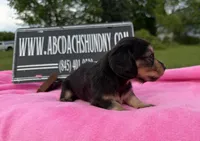 S.African AKC, a female Miniature Dachshund for sale in Oneonta, NY – 3 of 10