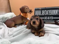Pick of the litter Russian AKC , a male Miniature Dachshund for sale in Oneonta, NY – 2 of 10