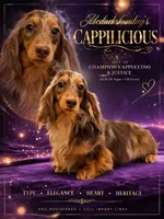 Ch Russian, a male Miniature Dachshund for sale in Oneonta, NY – 10 of 10