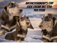 Choc Cream -AKC PRA Clear!, a male Miniature Dachshund for sale in Oneonta, NY – 4 of 5