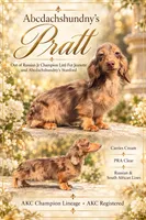 Pra clear Russian Carrie’s cream AKC full, a male Miniature Dachshund for sale in Oneonta, NY – 2 of 3
