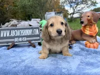 Uk choc creamDappleSire, a male Miniature Dachshund for sale in Oneonta, NY – 5 of 10