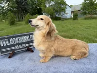 Cream  import, a male Miniature Dachshund for sale in Oneonta, NY – 6 of 9