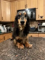 Gideon Russian, a male Miniature Dachshund for sale in Oneonta, NY – 8 of 8