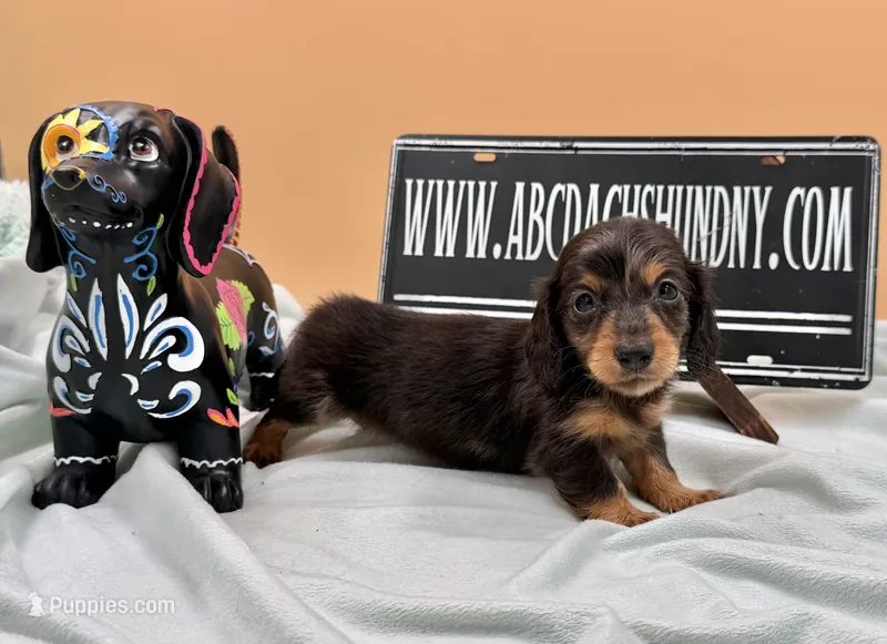 Russian AKC  – Miniature Dachshund puppy for sale in Oneonta, NY