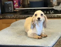 AKC ee pra clear, a female Miniature Dachshund for sale in Oneonta, NY – 5 of 7