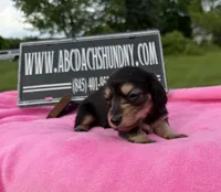 S.African AKC, a female Miniature Dachshund for sale in Oneonta, NY – 4 of 10