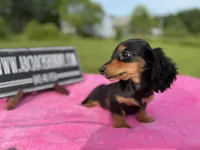 Russian sale, a female Miniature Dachshund for sale in Oneonta, NY – 8 of 10