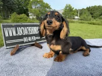 Russian Carrie’s cream sale, a male Miniature Dachshund for sale in Oneonta, NY – 9 of 10