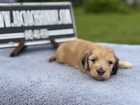 Dapple boy, a male Miniature Dachshund for sale in Oneonta, NY – 4 of 10