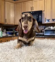 Choc Cream -AKC PRA Clear!, a male Miniature Dachshund for sale in Oneonta, NY – 5 of 5