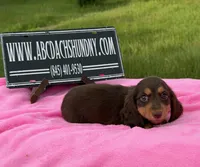 Russian, a female Miniature Dachshund for sale in Oneonta, NY – 6 of 9