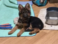 Import LH, a female German Shepherd Dog for sale in Oneonta, NY – 5 of 9