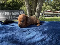 Russian smooth red dapple, a male Dachshund for sale in Oneonta, NY – 7 of 7