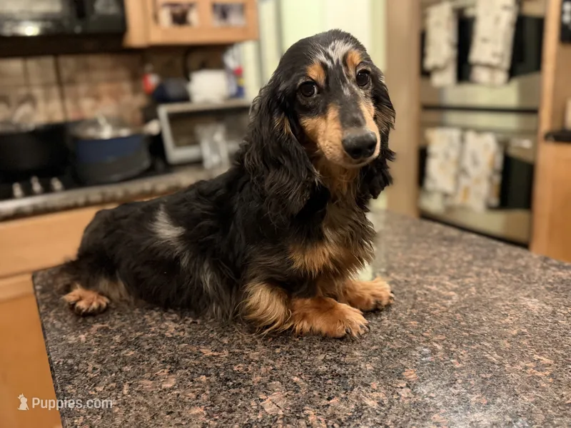 Gideon Russian – Miniature Dachshund puppy for sale in Oneonta, NY
