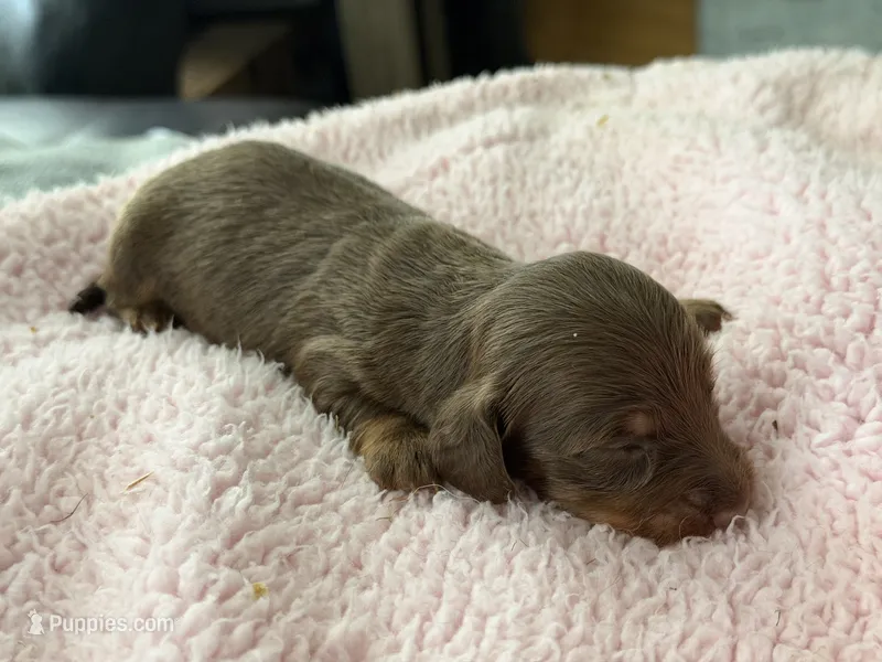 Champion bred Lh female russian – Miniature Dachshund puppy for sale in Oneonta, NY
