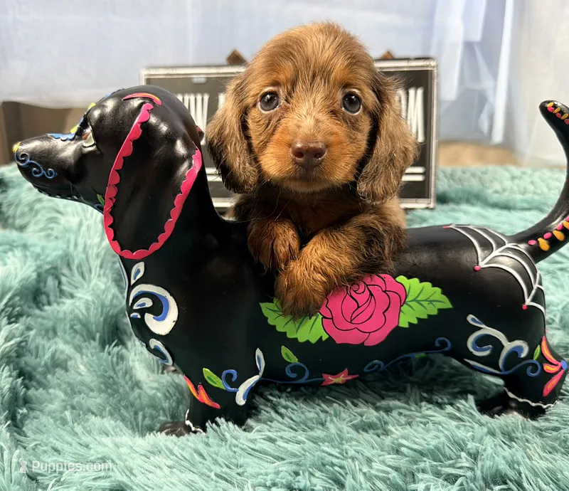 Champion bred Russian dapple lh – Miniature Dachshund puppy for sale in Oneonta, NY