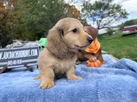 Uk choc creamDappleSire, a male Miniature Dachshund for sale in Oneonta, NY – 9 of 10