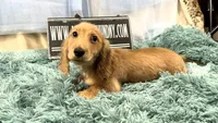 Dapple boy, a male Miniature Dachshund for sale in Oneonta, NY – 2 of 10