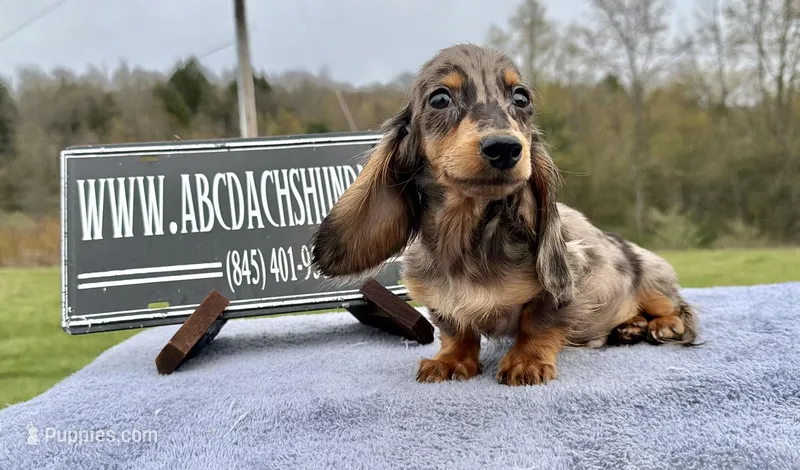 Pra clear AKC import sale – Miniature Dachshund puppy for sale in Oneonta, NY