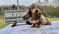 Pra clear AKC import sale, a male Miniature Dachshund for sale in Oneonta, NY – 2 of 9