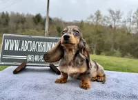 Pra clear AKC import sale, a male Miniature Dachshund for sale in Oneonta, NY – 6 of 9