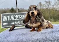 Pra clear AKC import sale, a male Miniature Dachshund for sale in Oneonta, NY – 4 of 9