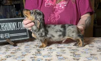 Pra clear AKC import, a male Miniature Dachshund for sale in Oneonta, NY – Photo 8 of 8