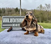 Pra clear AKC import sale, a male Miniature Dachshund for sale in Oneonta, NY – 7 of 9