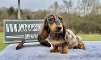 Pra clear AKC import sale, a male Miniature Dachshund for sale in Oneonta, NY – 5 of 9