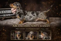 Pra clear AKC import, a male Miniature Dachshund for sale in Oneonta, NY – Photo 6 of 8