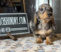 Pra clear AKC import, a male Miniature Dachshund for sale in Oneonta, NY – Photo 7 of 8