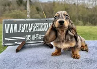 Pra clear AKC import sale, a male Miniature Dachshund for sale in Oneonta, NY – 8 of 9