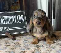 Pra clear AKC import, a male Miniature Dachshund for sale in Oneonta, NY – Photo 3 of 8