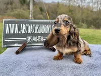 Pra clear AKC import sale, a male Miniature Dachshund for sale in Oneonta, NY – 9 of 9