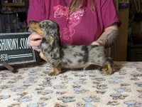Pra clear AKC import, a male Miniature Dachshund for sale in Oneonta, NY – Photo 1 of 8