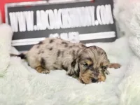 Pra clear AKC import, a male Miniature Dachshund for sale in Oneonta, NY – Photo 3 of 8