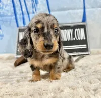 Pra clear AKC import, a male Miniature Dachshund for sale in Oneonta, NY – Photo 6 of 8