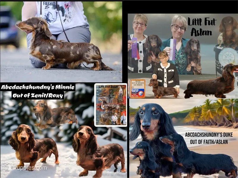 Pra clear AKC import – Miniature Dachshund puppy for sale in Oneonta, NY