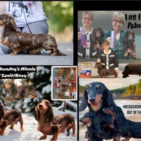 Pra clear AKC import, a male Miniature Dachshund for sale in Oneonta, NY – Photo 2 of 8