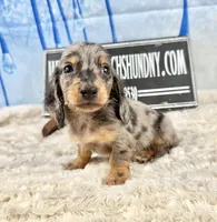 Pra clear AKC import, a male Miniature Dachshund for sale in Oneonta, NY – Photo 5 of 8