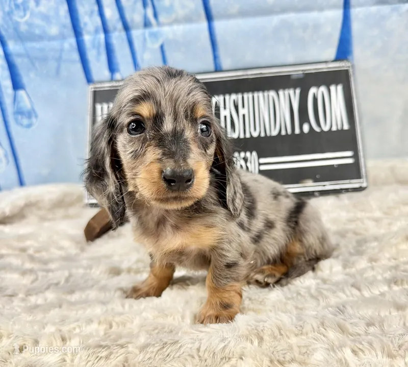 Pra clear AKC import