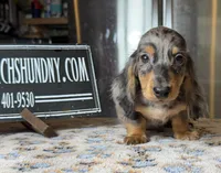 Pra clear AKC import, a male Miniature Dachshund for sale in Oneonta, NY – Photo 4 of 8