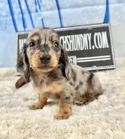 Pra clear AKC import, a male Miniature Dachshund for sale in Oneonta, NY – Photo 4 of 8
