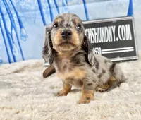 Pra clear AKC import, a male Miniature Dachshund for sale in Oneonta, NY – Photo 7 of 8