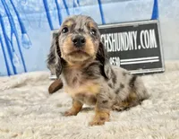 Pra clear AKC import, a male Miniature Dachshund for sale in Oneonta, NY – Photo 8 of 8