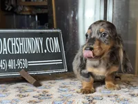 Pra clear AKC import, a male Miniature Dachshund for sale in Oneonta, NY – Photo 5 of 8